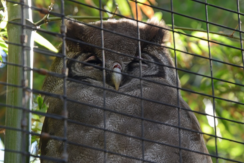 File:Bubo lacteus 1.jpg