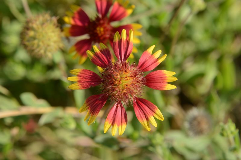 File:Gaillardia pulchella 9315.jpg