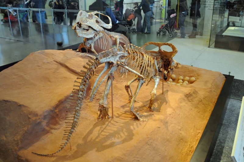 File:Protoceratops andrewsi 4217 W.jpg