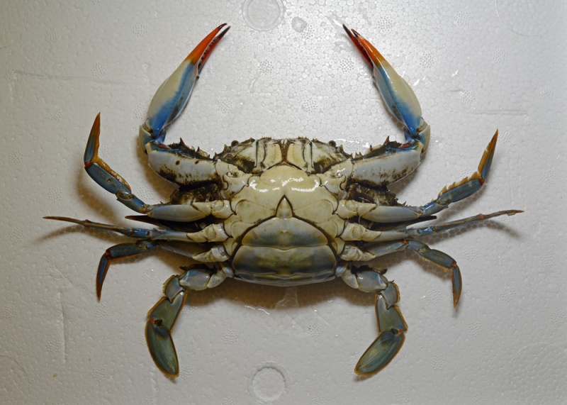 File:BlueCrab 0553 W.jpg
