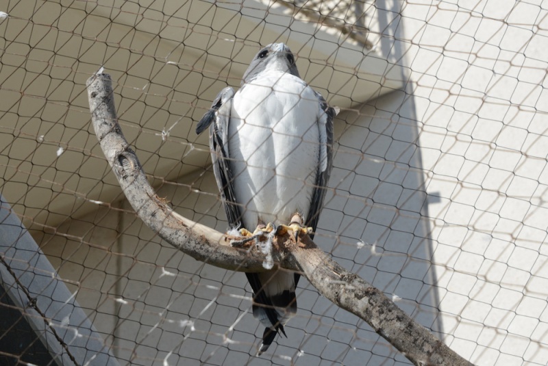 File:Buteo albicaudatus 1.jpg
