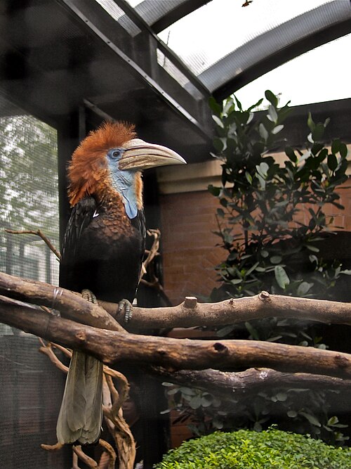 File:Ceratogymna elata -Hong Kong Zoo-8a.jpg