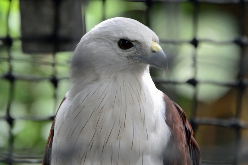 File:Haliastur indus 1.jpg