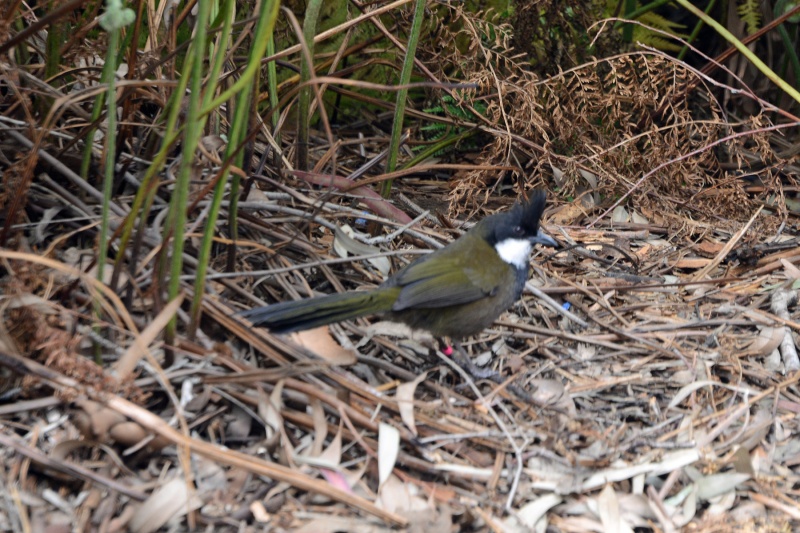 File:Psophodes olivaceus 8034.jpg