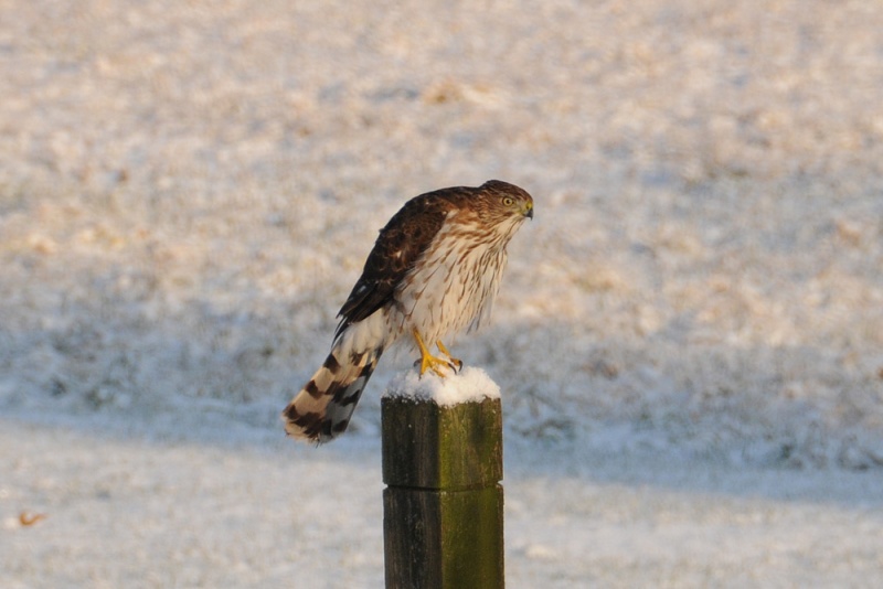 File:Accipiter cooperii 1.jpeg