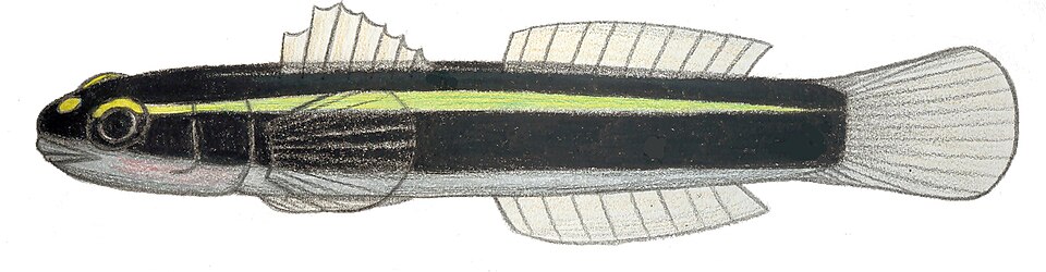 File:Elacatinus louisae.JPG