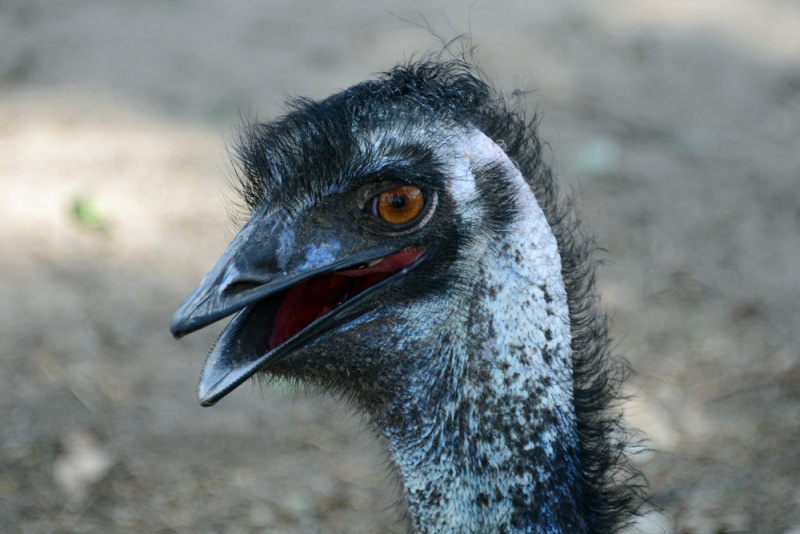 File:Dromaius novaehollandiae 9017.jpg