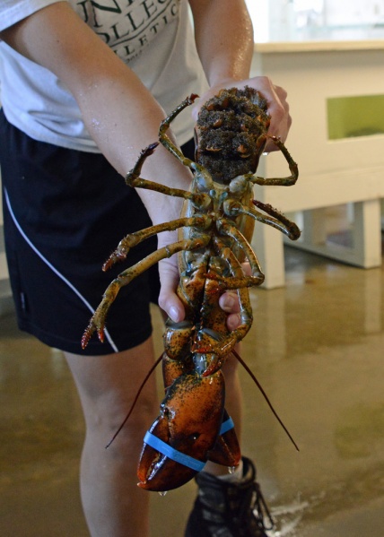 File:Lobster 6918 W.jpg