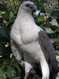 Haliaeetus leucogaster -Gippsland, Victoria, Australia-8.jpg