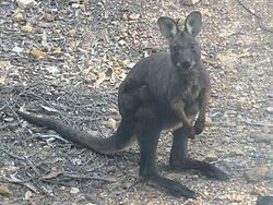 Macropus robustus.jpg