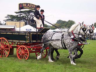 Pair of percherons.jpg