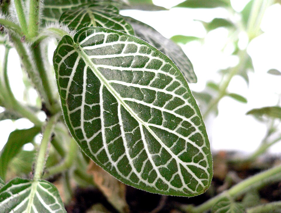 File:Acanthaceae leaf.jpg