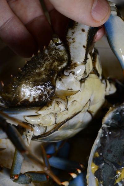 File:BlueCrab 0655.jpg