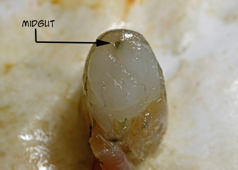 File:ShrimpMidgut 0505 W.jpg
