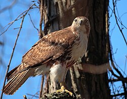 Buteo jamaicensis -John Heinz National Wildlife Refuge at Tinicum, Pennsylvania, USA-8.jpg