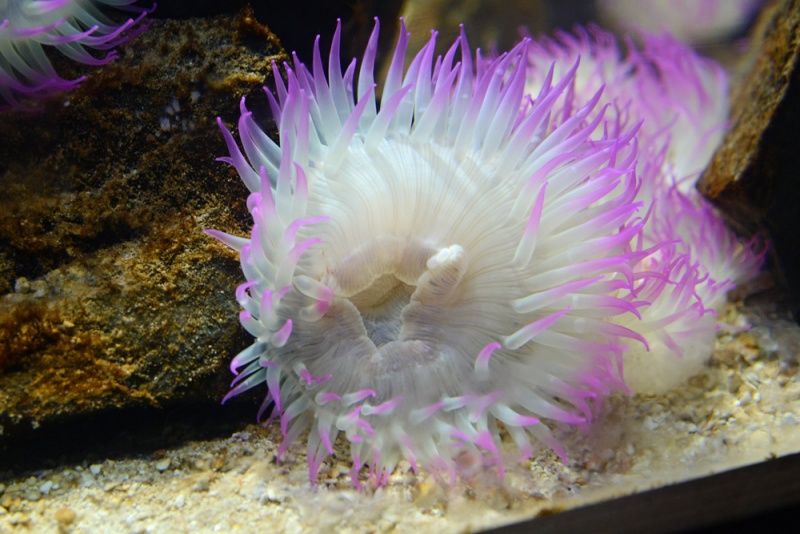 File:Anthopleura elegantissima 2433 W.jpg