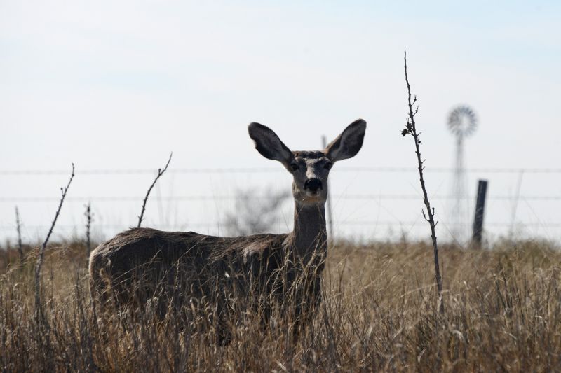 File:Odocoileus hemionus 2836.jpg
