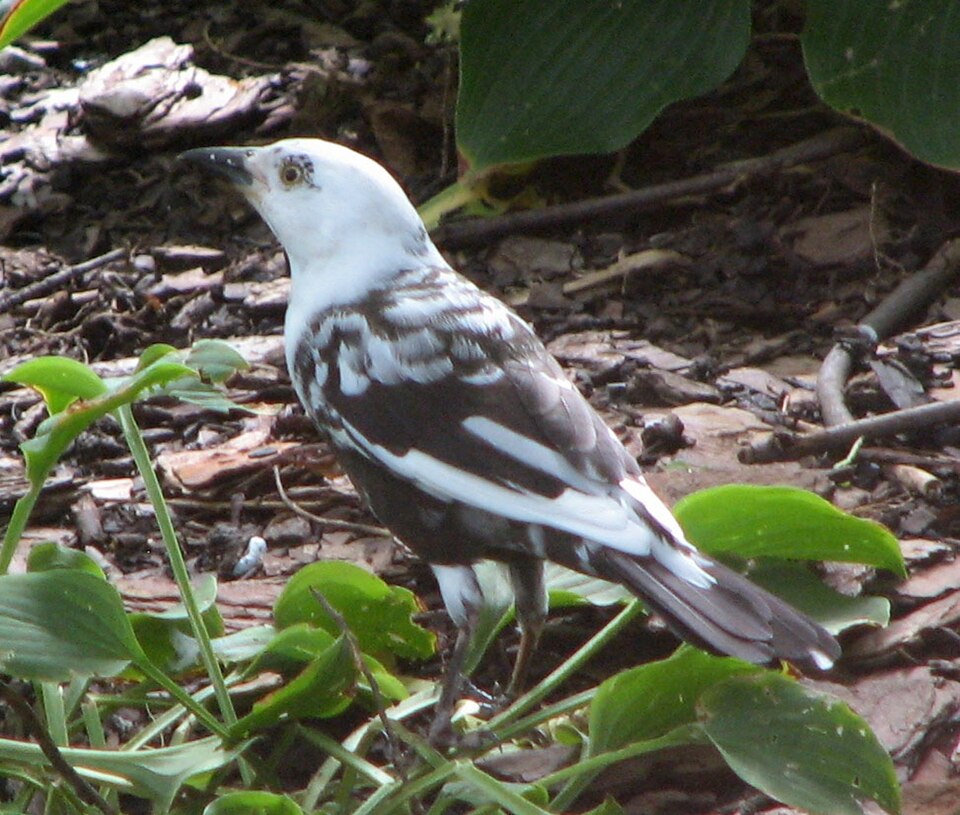 File:Common Grackle Leucistic.jpg