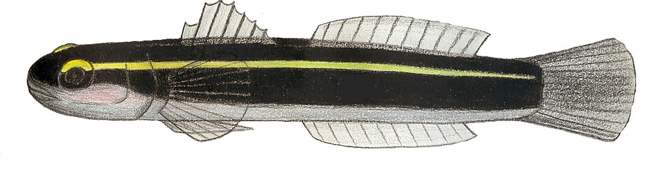 File:Elacatinus horsti.JPG