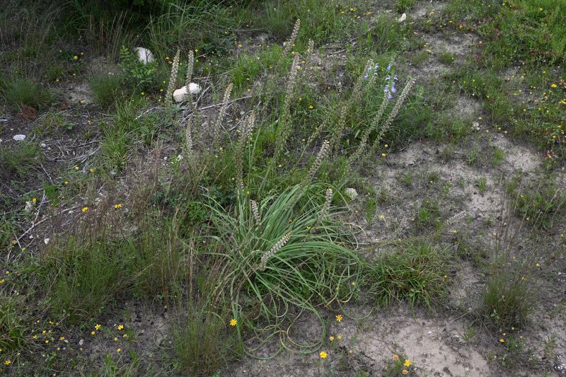 File:Schoenocaulon texanum 3175.jpg