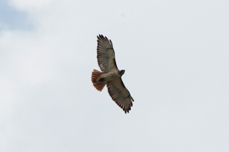 File:Buteo jamaicensis 4.jpg