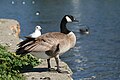 Canadgoose03192006.JPG