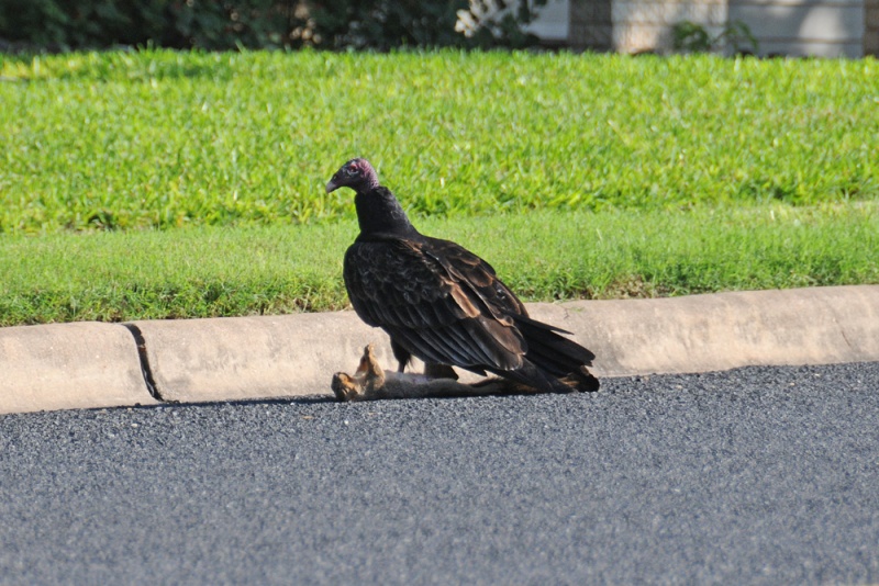 File:Cathartes aura 6.jpg