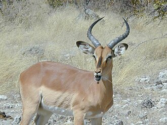 Black-faced impala.jpg