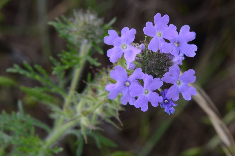File:Verbena bipinnatifida 8321.jpg