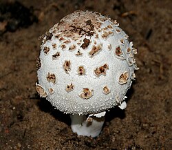 Chlorophyllum brunneum (Shaggy Parasol) W IMG 1234.jpg