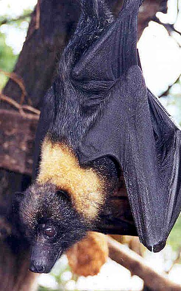 File:Mariana Fruit Bat.jpg