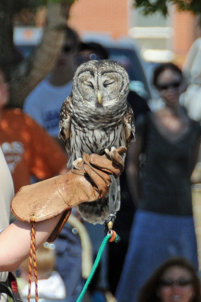 File:Strix varia 1.jpg