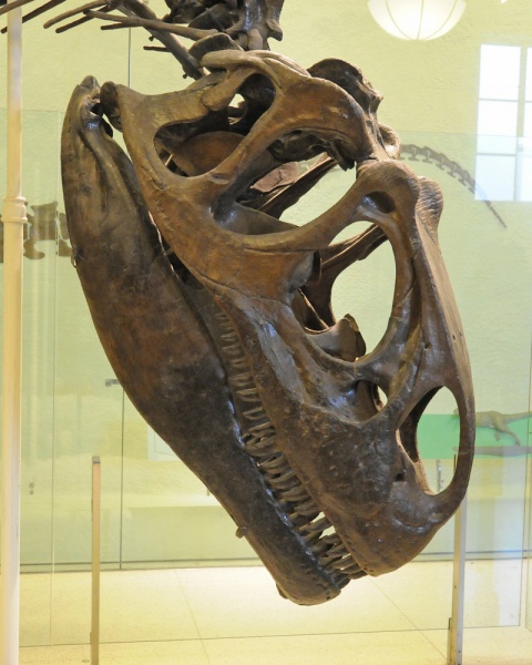 File:Allosaurus fragilis 4202 W.jpg