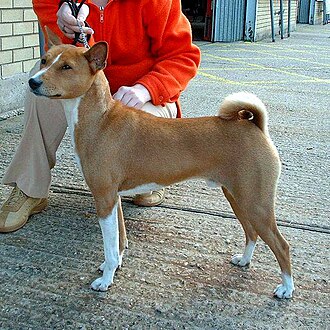 Basenji 600.jpg