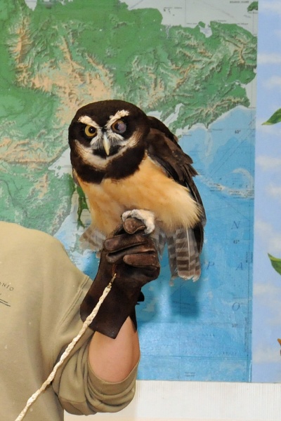 File:Pulsatrix perspicillata 1.jpg