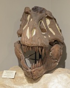 TyrannosaurusRex 0886 W.jpg