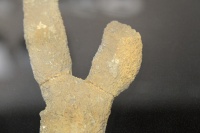 WewokellidSponge TMM 0787.jpg