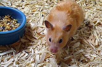 A pet hamster named Peach.jpg