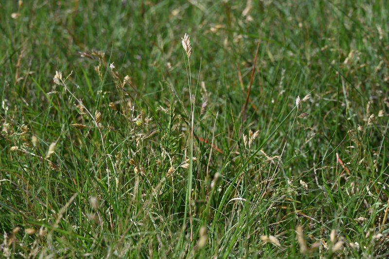 File:Buchloe dactyloides 2659.jpg