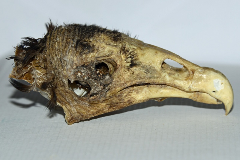 File:Cathartes aura Skull.jpg