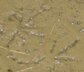 Bullfrog track in mud