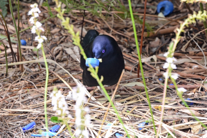 File:Ptilonorhynchus violaceus 8045.jpg