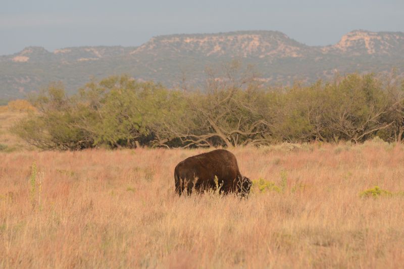 File:Bison bison 4724.jpg