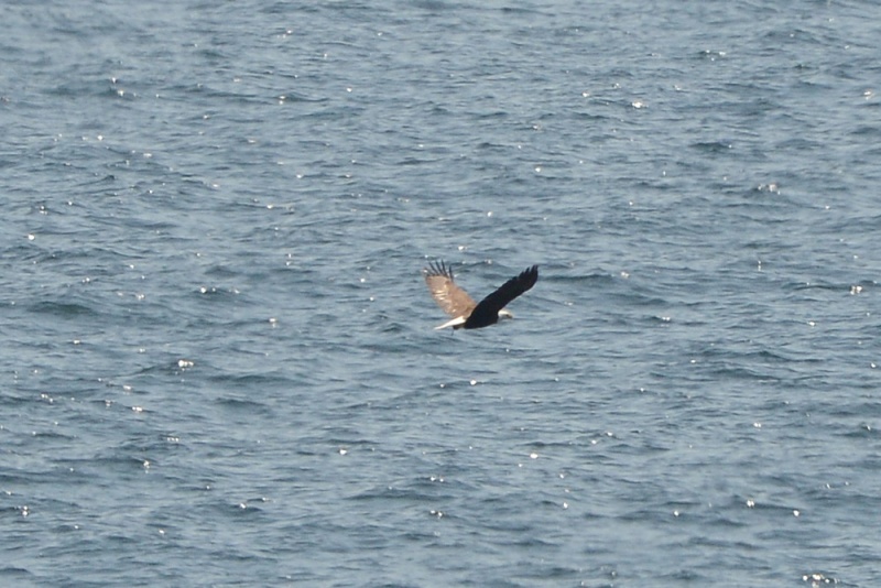 File:Haliaeetus leucocephalus 3.jpg