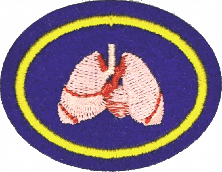 File:Cardiopulmonary System AY Honor.png