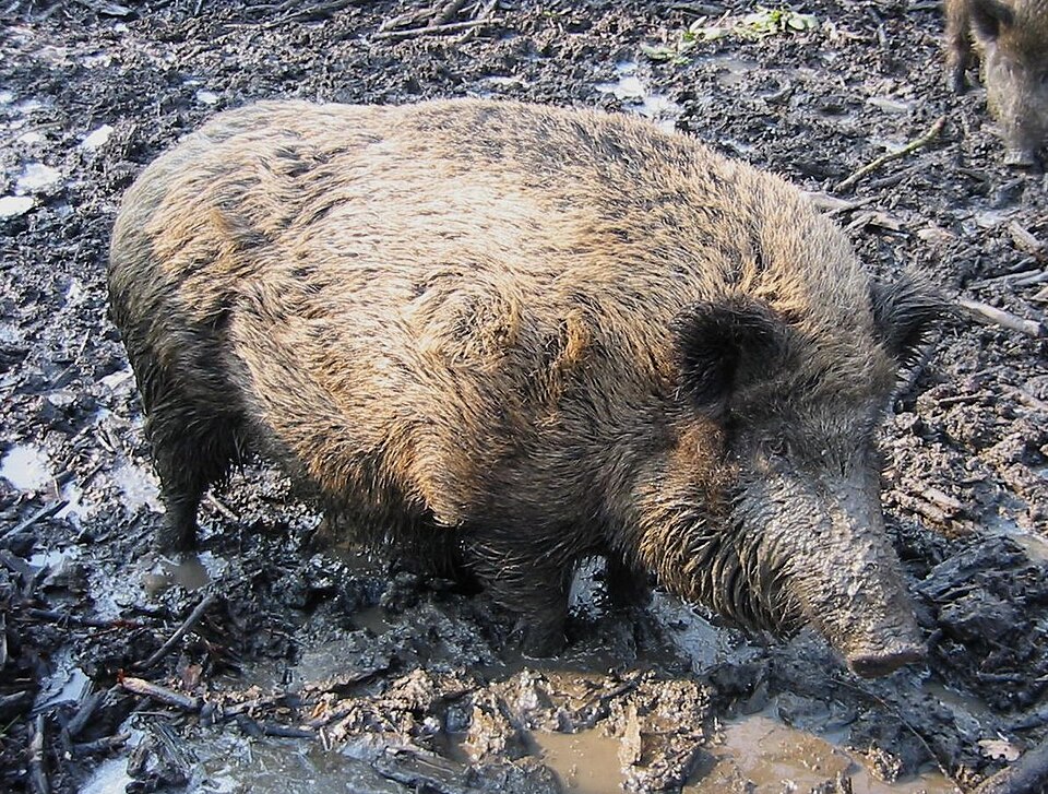 File:WildZwijn cropped.jpg