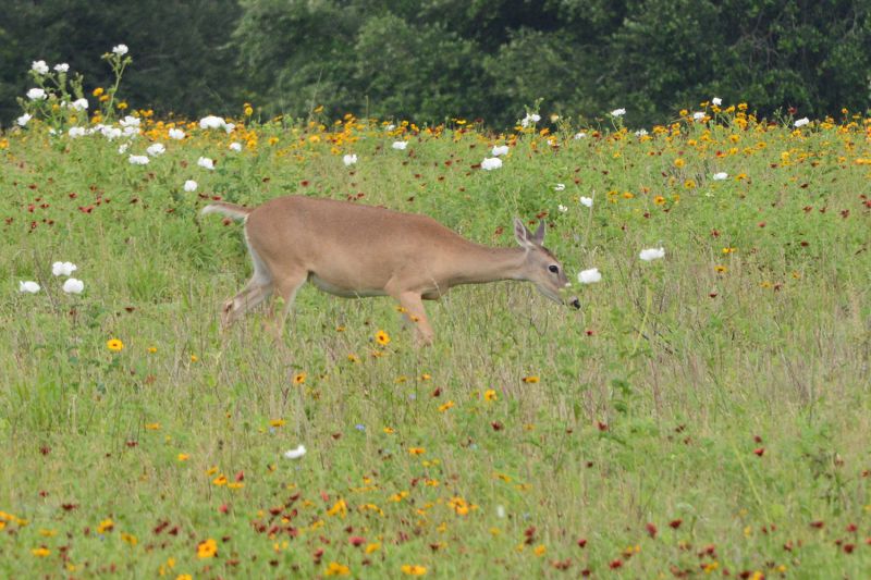 File:Odocoileus virginianus 6357.jpg