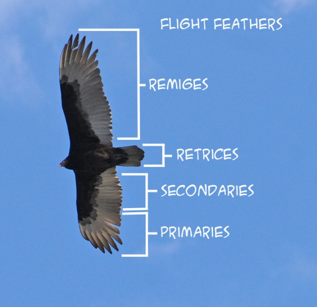 File:FlightFeathers.jpg