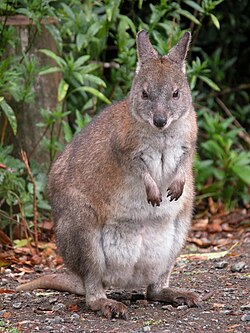 RedNeckedPademelon-front-800.jpg