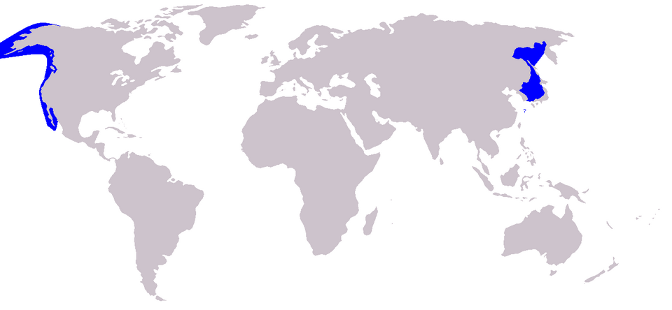 File:Cetacea range map Gray Whale.png